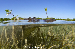 I carefully approached this Saltwater Crocodile in a shal... by Lucy Agace 